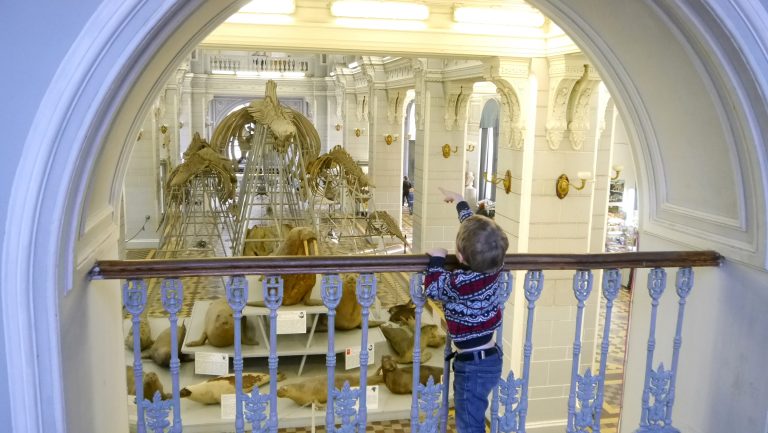 Экскурсия в Зоологический музей