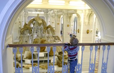 Экскурсия в Зоологический музей