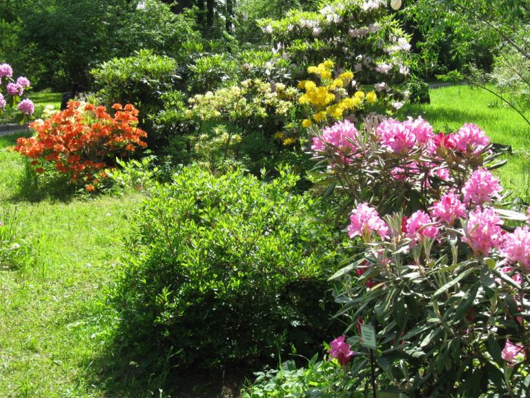 Экскурсия с посещением ботанического сада